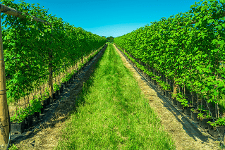 Chateau Selešťany Malinovica 52% pravý ovocný destilát z malin