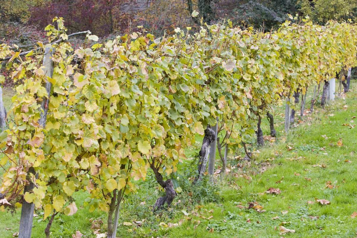 Chateau Selešťany Tramín červený destilát 52%