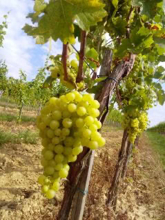 Chateau Selešťany Iršai Oliver destilát 52%