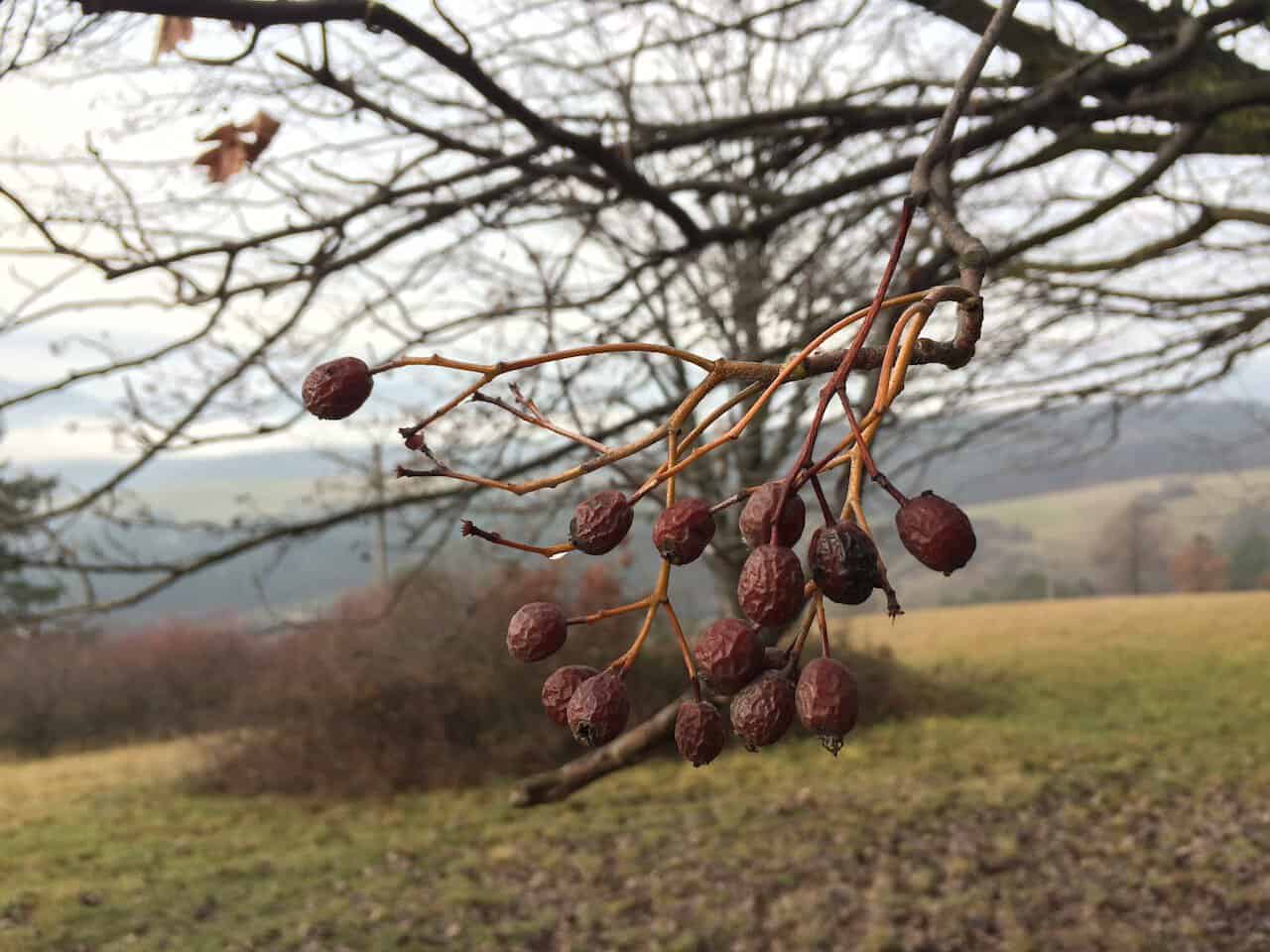 Chateau Selešťany Brekyňovica 52% ovocný destilát z brekyně