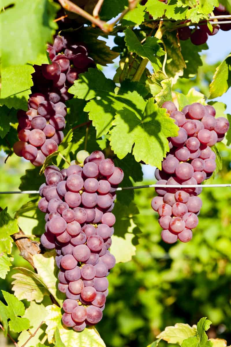 Chateau Selešťany Tramín červený destilát 52%