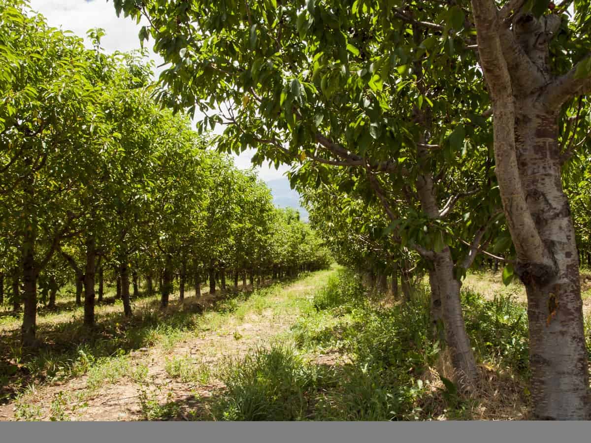 Chateau Selešťany Čerešňovica 52% ovocná pálenka třešňová